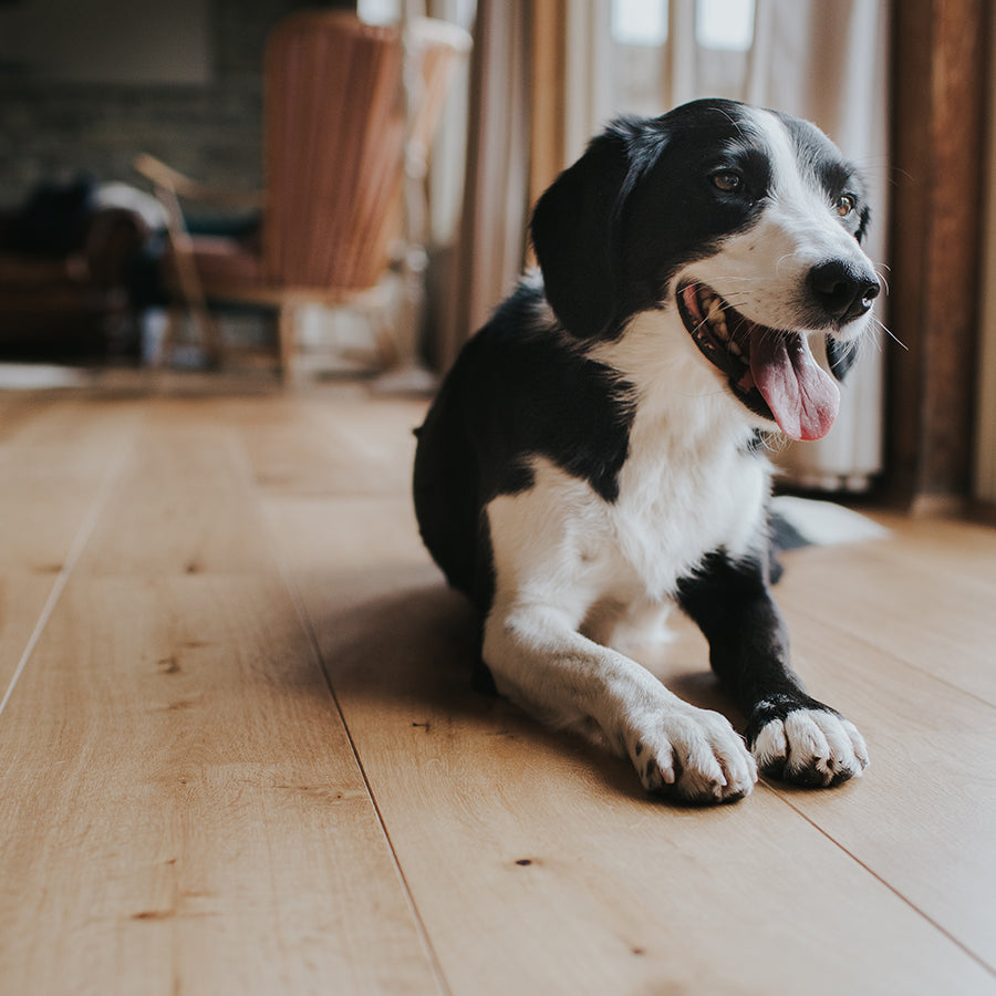 Pet dog on hardwood floor