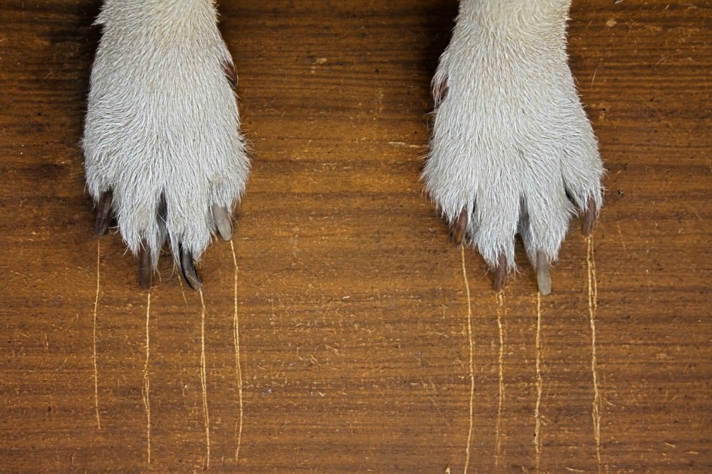 scratching hardwood flooring