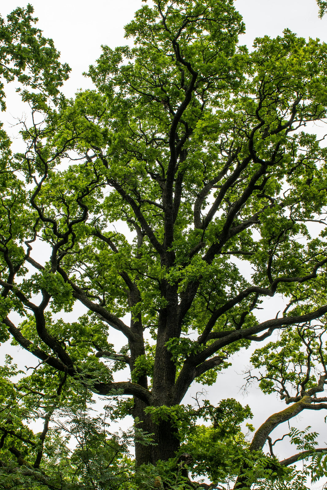 Oak Tree