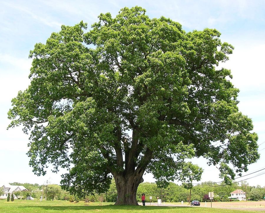 Large oak tree with dense green foliage, standing in a grassy area. A person stands nearby for scale. Houses and a road are visible in the background.